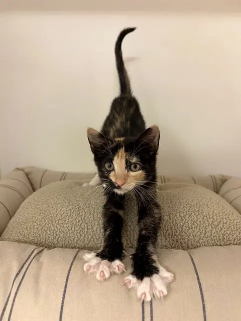 Tsarina Peach Paws - Domestic Short Hair
