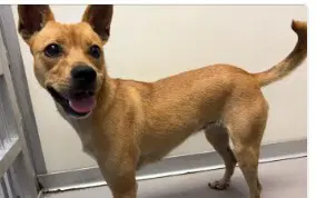 Canela - Chihuahua
