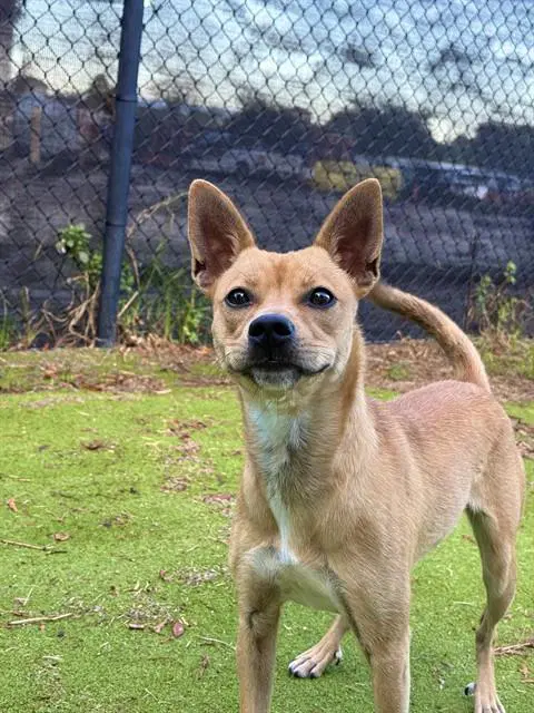 Canela - Chihuahua
