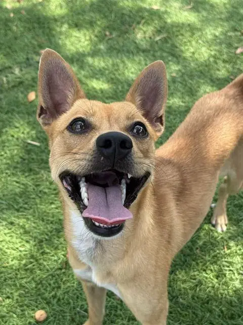 Canela - Chihuahua