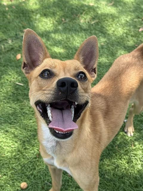 CANELA, a dog for adoption from Sugar Land Animal Serices