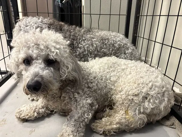 Rambo - Poodle (Standard)