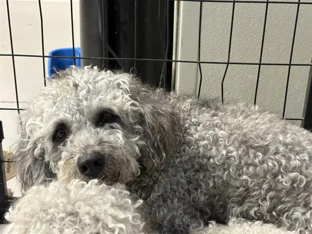 Steven - Poodle (Standard)