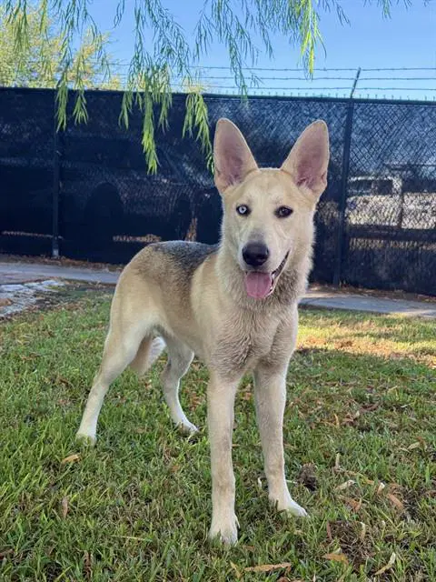 Misha - Siberian Husky