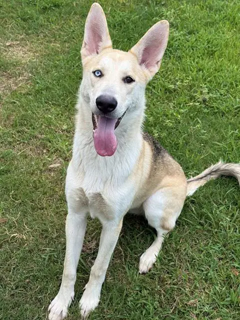 Misha - Siberian Husky