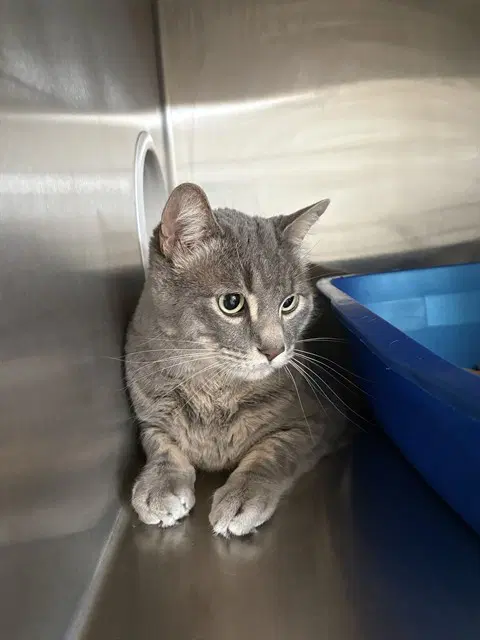 Apollo - Domestic Medium Hair
