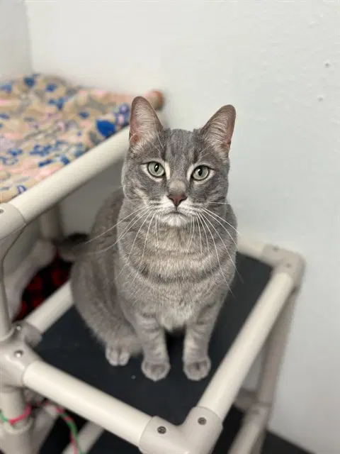 Apollo - Domestic Medium Hair