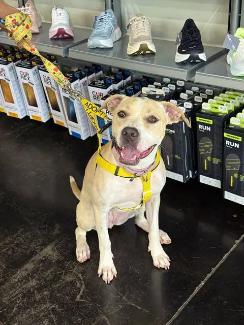 Happy - Pit Bull Terrier