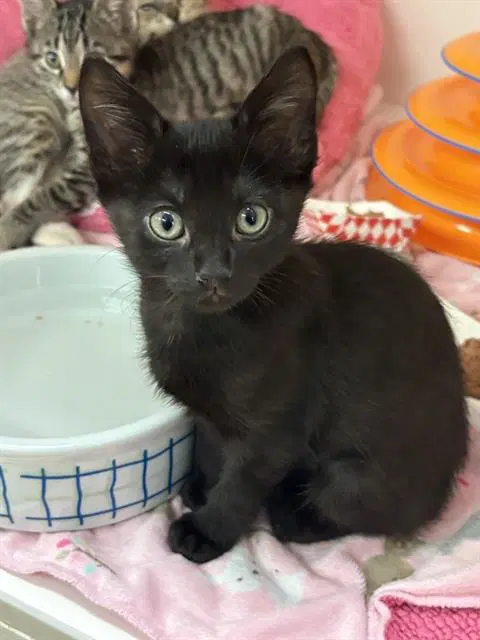 Sinclair - Domestic Medium Hair