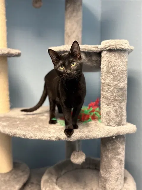 Sinclair - Domestic Medium Hair