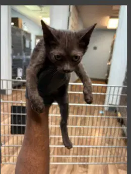 Freddie Purrcury - Domestic Short Hair