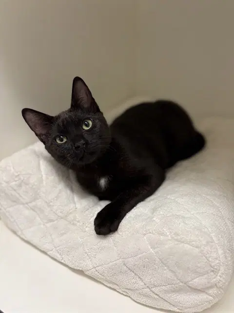 Freddie Purrcury - Domestic Short Hair