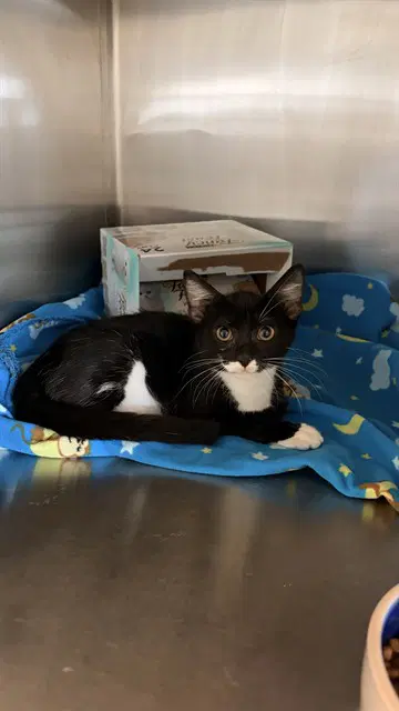 Quinoa - Domestic Short Hair