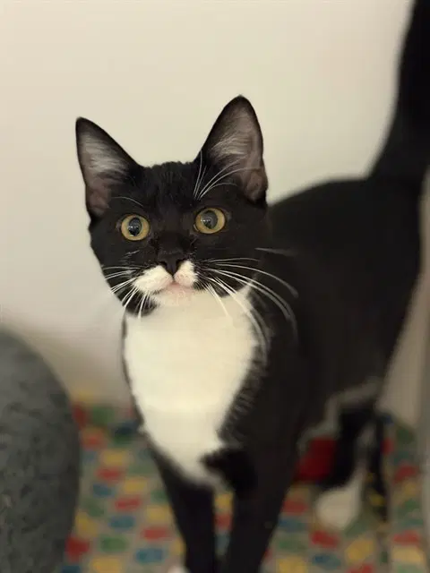 Quinoa - Domestic Short Hair