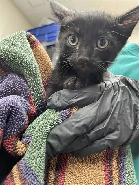 Milo - Domestic Short Hair