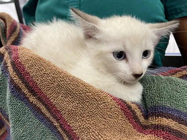 Jinx - Siamese