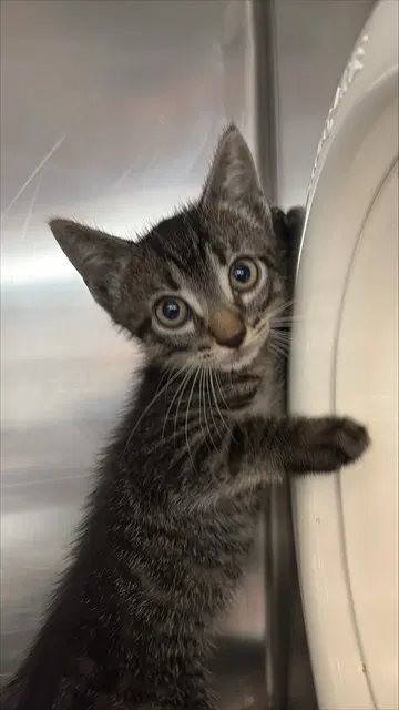 Mateo - Domestic Short Hair