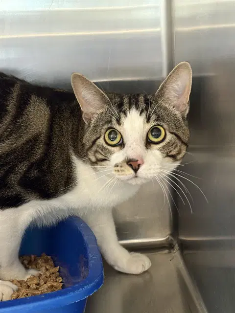 Deandre - Domestic Medium Hair