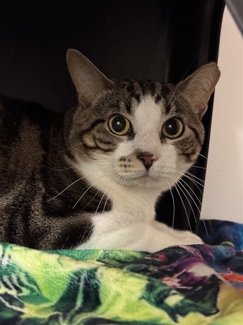 DEANDRE, a cat for adoption from Sugar Land Animal Serices