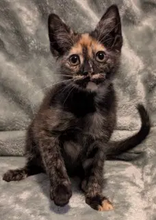 Peach Tea - Domestic Medium Hair