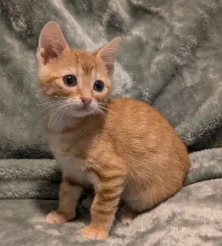 Sunkist - Domestic Short Hair