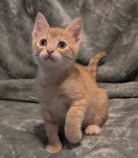 Crush - Domestic Short Hair