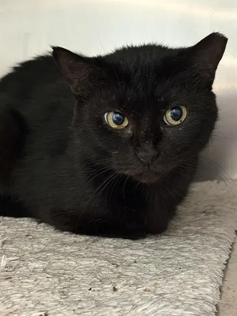 Limerick - Domestic Short Hair