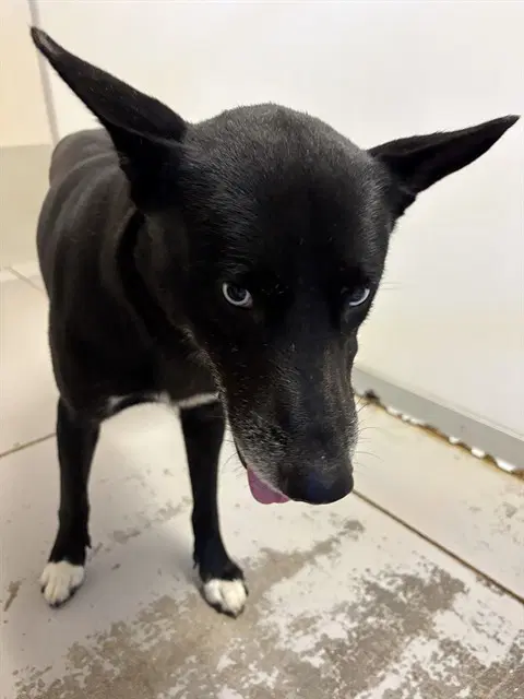 Paco - Husky