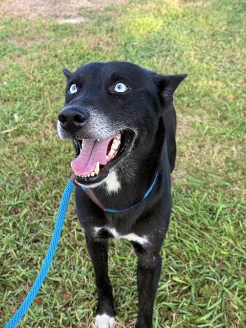PACO, a dog for adoption from Sugar Land Animal Serices
