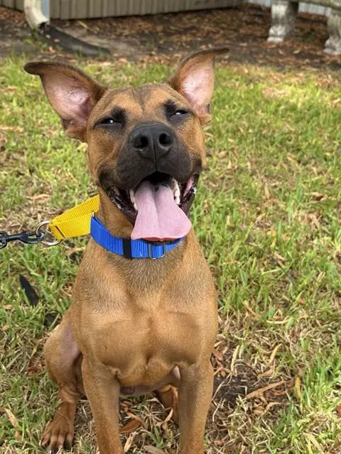 Arlo - Black Mouth Cur