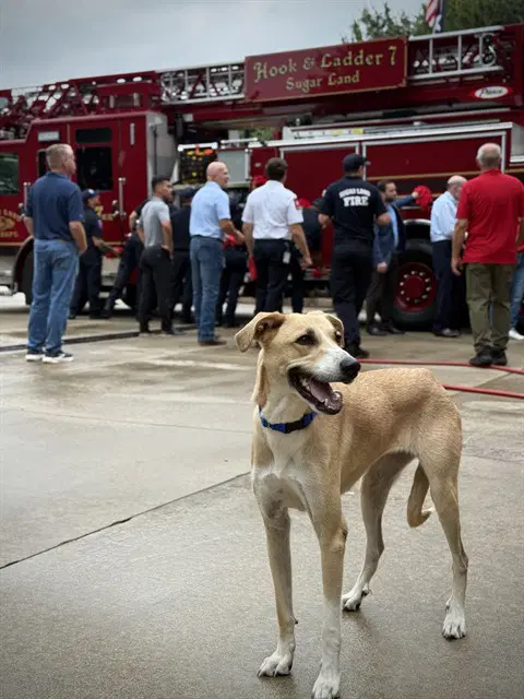 Kylie - Great Pyrenees