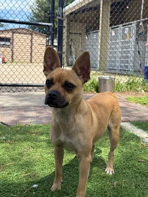 Candy - Chihuahua
