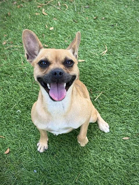 CANDY, a dog for adoption from Sugar Land Animal Serices