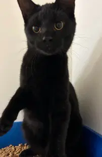 Lunar - Domestic Medium Hair