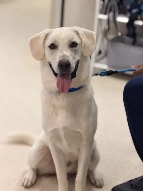 Bohdie - Labrador Retriever