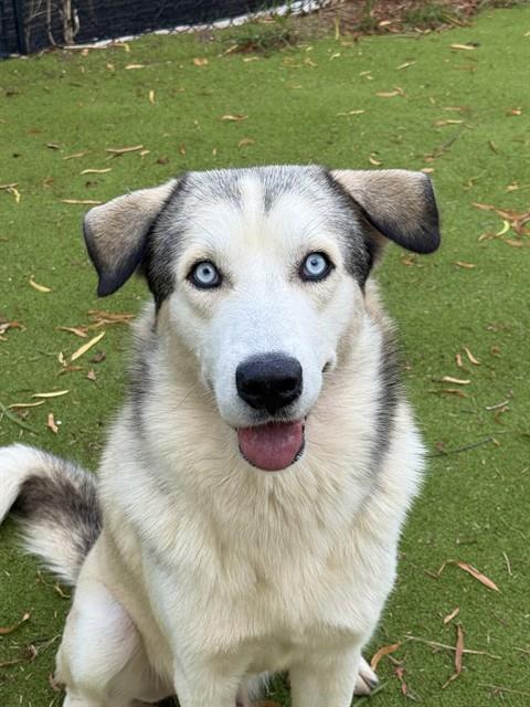 BUTTER, a dog for adoption from Sugar Land Animal Serices
