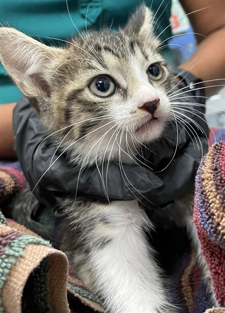 PARKER, a cat for adoption from Sugar Land Animal Serices