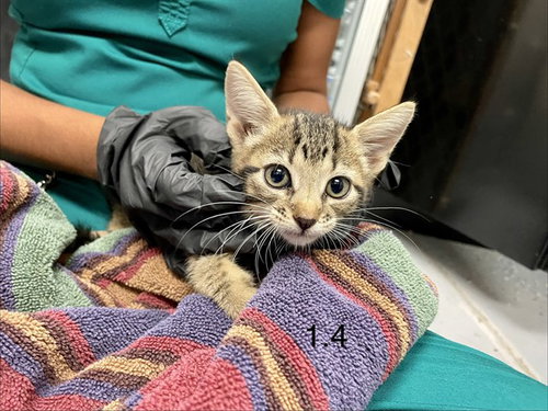 FISHIE, a cat for adoption from Sugar Land Animal Serices