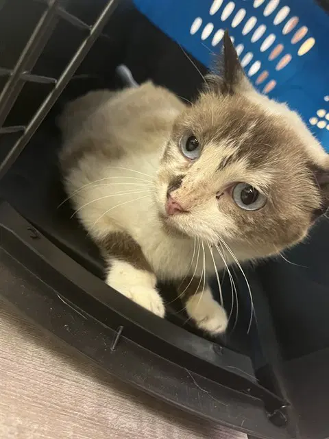 Tuna Turner - Domestic Short Hair