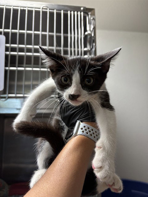 JOHN MEOWVOLTA, a cat for adoption from Sugar Land Animal Serices