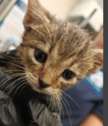 Pepsi, Domestic Short Hair