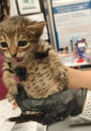 Pibb, Domestic Short Hair