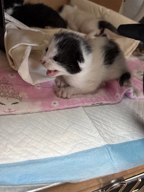 Kol Mikaelson, Domestic Medium Hair