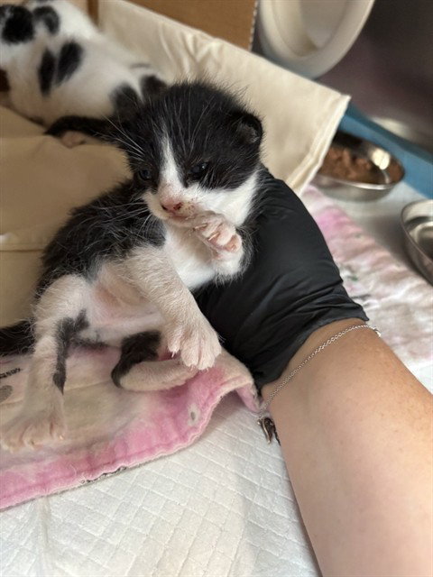ELIJAH MIKAELSON, a cat for adoption from Sugar Land Animal Serices