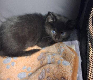 Pickle, Domestic Short Hair