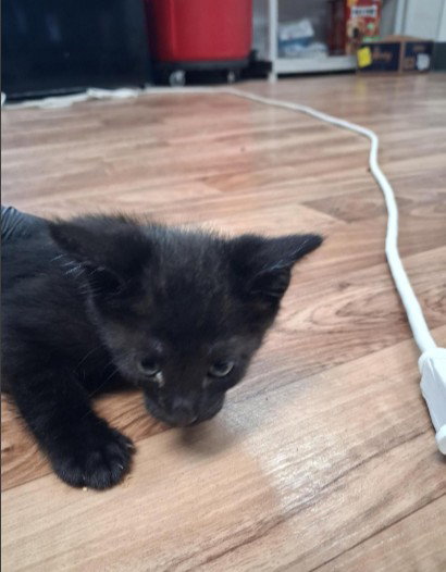 Noodle, Domestic Short Hair