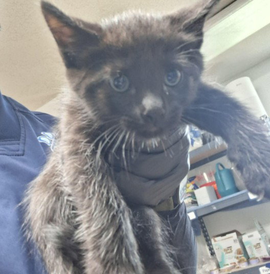 Rolo, Domestic Short Hair