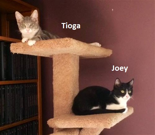 Joey and Tioga