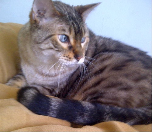 Shak