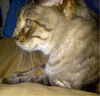 Shak